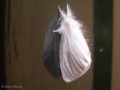 57013-Donsvlinder - Euproctis similis