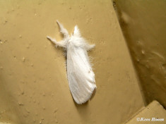 57014-Donsvlinder - Euproctis similis