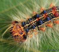 57280-Plakker - Lymantria dispar