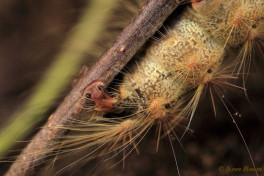 57283-Plakker - Lymantria dispar