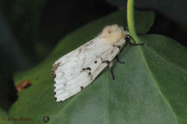 57292-Plakker - Lymantria dispar