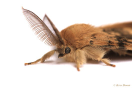 57296-Plakker - Lymantria dispar