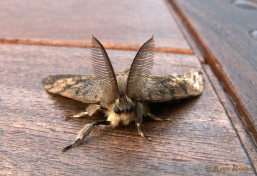 57299-Plakker - Lymantria dispar