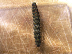 57630-Zwart beertje - Atolmis rubricollis