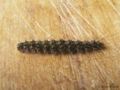 57631-Zwart beertje - Atolmis rubricollis