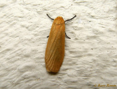 57903-Geel beertje - Eilema sororcula