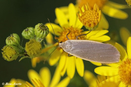 57991-Glad-beertje-Eilema-griseola