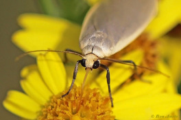 57991B-Glad-beertje-Eilema-griseola