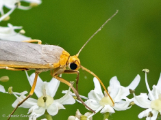 58195B-Streepkokerbeertje-Eilema-complana