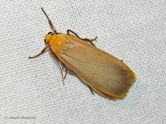 58265-Naaldboombeertje-Eilema-depressa