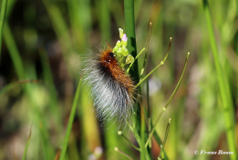 58762B-Grote-beer-Arctia-caja