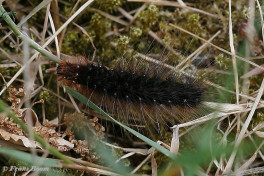 58763- Grote beer - Arctia caja