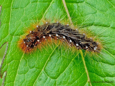 58764E-Grote-beer-Arctia-caja