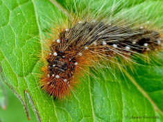 58764F-Grote-beer-Arctia-caja