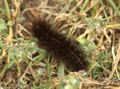 59100-Witte tijger - Spilosoma lubricipeda