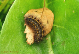 59101-Witte tijger - Spilosoma lubricipeda