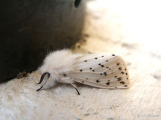 59113-Witte tijger - Spilosoma lubricipeda