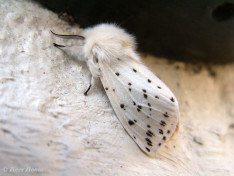 59114-Witte tijger - Spilosoma lubricipeda