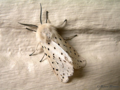59115-Witte tijger - Spilosoma lubricipeda