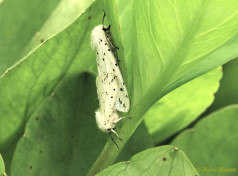 59116-Witte tijger - Spilosoma lubricipeda