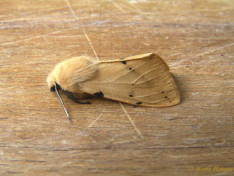 59184-Gele tijger - Spilosoma lutea