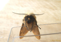 59185-Gele tijger - Spilosoma lutea