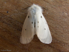 59330-Mendicabeer - Diaphora mendica