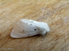 59331-Mendicabeer - Diaphora mendica