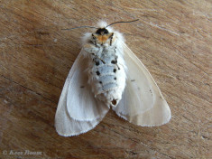 59332-Mendicabeer - Diaphora mendica