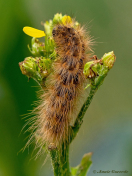 59457B-Kleine-beer-Phragmatobia-fuliginosa