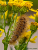 59457C-Kleine-beer-Phragmatobia-fuliginosa