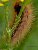 59457D-Kleine-beer-Phragmatobia-fuliginosa