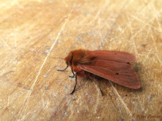 59464-Kleine beer - Phragmatobia  fuliginosa