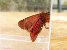 59465-Kleine beer - Phragmatobia  fuliginosa