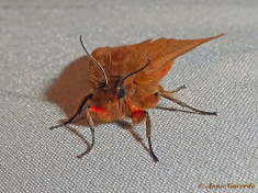 59469-Kleine beer - Phragmatobia  fuliginosa