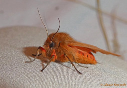 59470-Kleine beer - Phragmatobia  fuliginosa