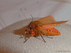 59471-Kleine beer - Phragmatobia  fuliginosa