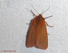 59472-Kleine beer - Phragmatobia  fuliginosa