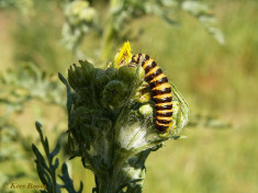 59736-Sint-Jacobsvlinder - Tyria jacobaeae