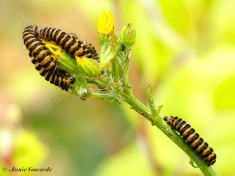 59737-Sint-jacobsvlinder - Tyria jacobaeae