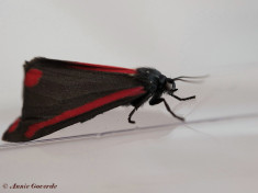 59741-Sint-jacobsvlinder - Tyria jacobaeae