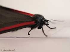 59742a-Sint-jacobsvlinder - Tyria jacobaeae