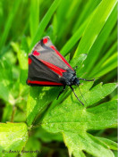 59742b-Sint-jacobsvlinder - Tyria jacobaeae