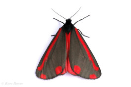 59743-Sint-jacobsvlinder - Tyria jacobaeae