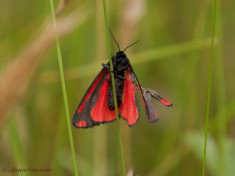 59745-Sint-jacobsvlinder - Tyria jacobaeae
