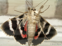 60092-Rood weeskind - Catocala nupta