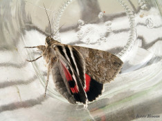 60094-Rood weeskind - Catocala nupta