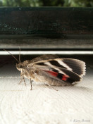 60095-Rood weeskind - Catocala nupta