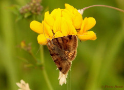 60715- Bruine daguil - Euclidia glyphicaI