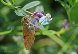 60716-Bruine-daguil-Euclidia-glyphica